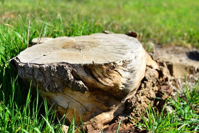 Close-up of mushroom on field