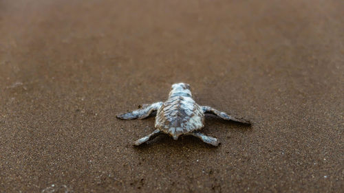 High angle view of lizard on sand