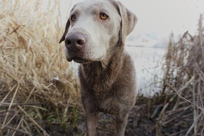 Dog standing on field