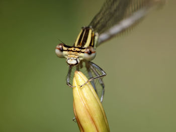 Close-up of insect