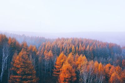 Trees against clear sky