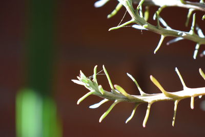 Close-up of insect on plant