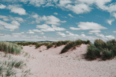 Plants on beach against sky