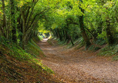 Dirt road amidst trees in forest