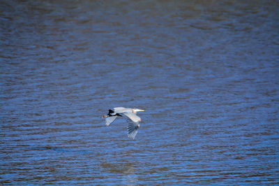 Seagull flying over sea