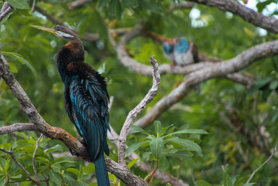 Bird perching on a tree