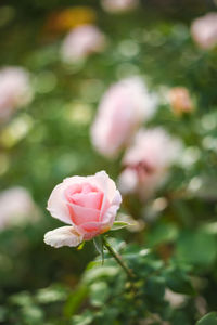 Close-up of pink flowers blooming outdoors