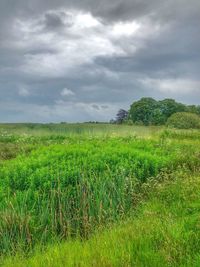 Scenic view of field against sky