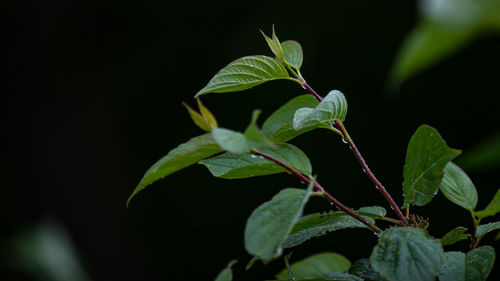 Close-up of plant at night