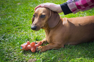 Dog looking at camera
