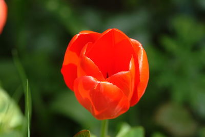 Close-up of red tulip