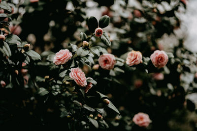 Close-up of pink flowering plants