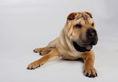 View of a dog resting on floor