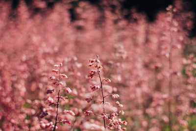 Close-up of pink cherry blossoms in spring