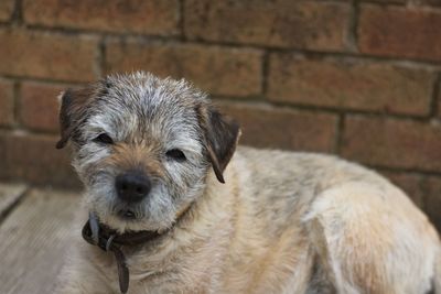 Close-up portrait of a dog against wall