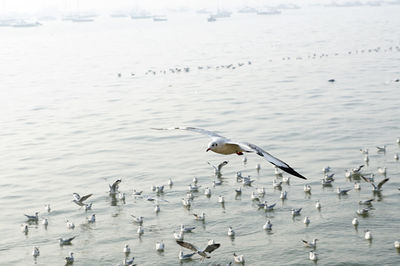 Seagulls flying over lake