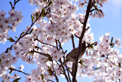 Low angle view of bird perching on cherry blossoms against sky