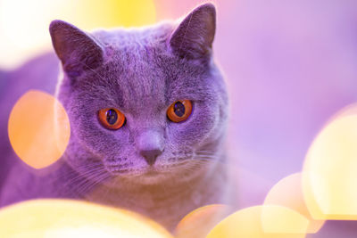 Close-up portrait of a cat