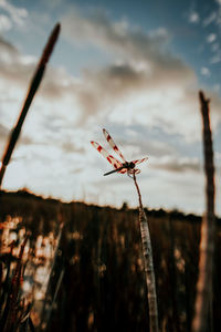 Close-up of dragonfly on field against sky