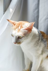 Close-up of cat looking away