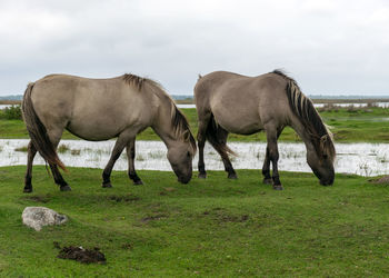  with horses grazing on the shore of the lake, the inhabitants of engure nature park are wild animals