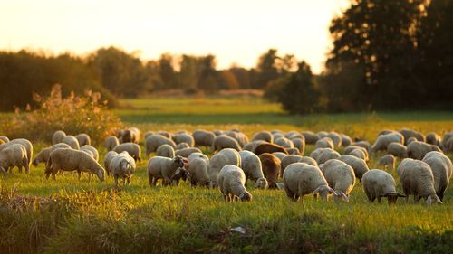 Flock of sheep grazing in field