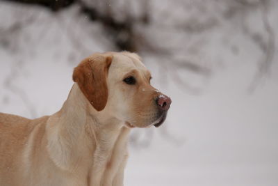 Close-up of a dog looking away