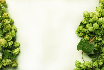 Directly above shot of chopped vegetables against white background