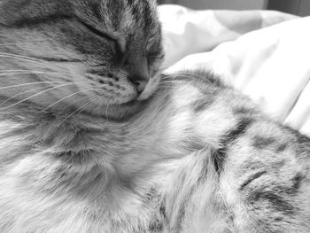 Close-up of cat sleeping on bed