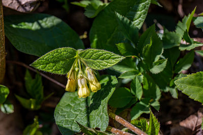 Close-up of plant