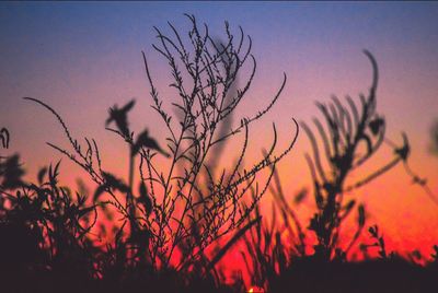 Silhouette of plants at sunset