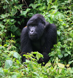 Closeup portrait of endangered adult silverback mountain gorilla gorilla beringei beringei, rwanda.