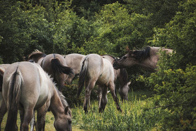 Horses in a field