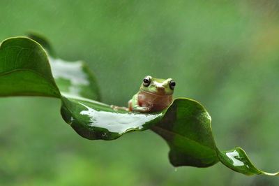 Close-up of frog on leaf