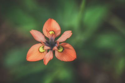 Close-up of flower blooming outdoors