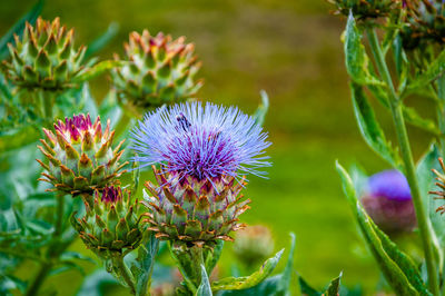 Close-up of purple thistle flowers