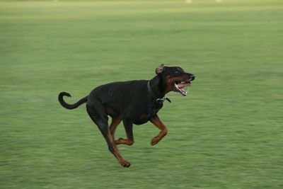 Dog sticking out tongue on grass