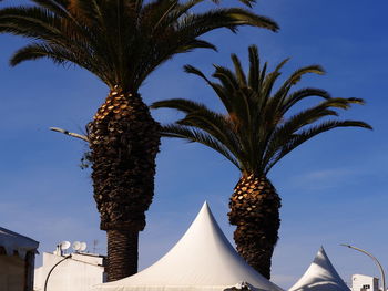 Low angle view of palm trees against sky