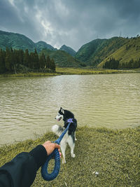 Dogs on lake