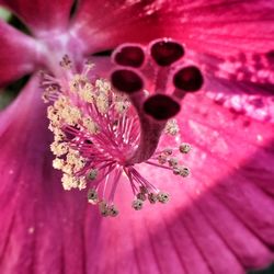 Macro shot of pink flower