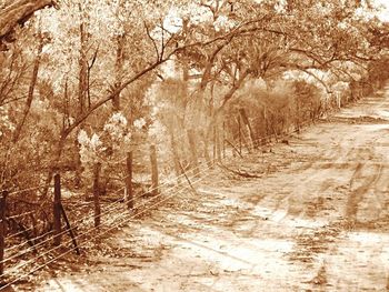 Footpath amidst trees