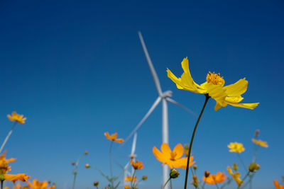 Low angle view of yellow flowering plant against clear blue sky