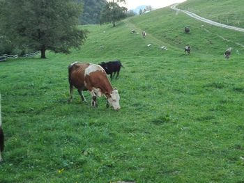 Side view of cow standing on field