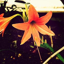 Close-up of pink flower blooming outdoors