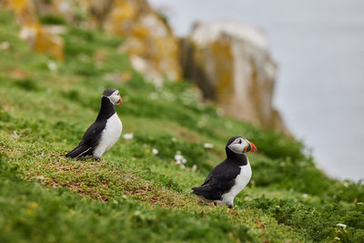 Puffin standing on a rock cliff . fratercula arctica