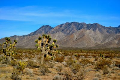 Trees on landscape against blue sky