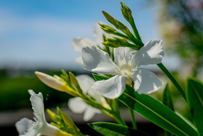 Close-up of white flowering plant