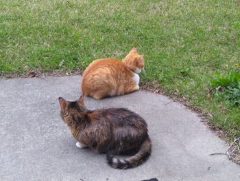 High angle view of cat sitting on grass