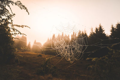 Close-up of spider web against sky