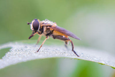 Close-up of insect on leaf